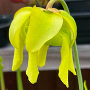Sarracenia flava var. rugelii 'Maxima' - Bruce Bednar Clone MK-F147