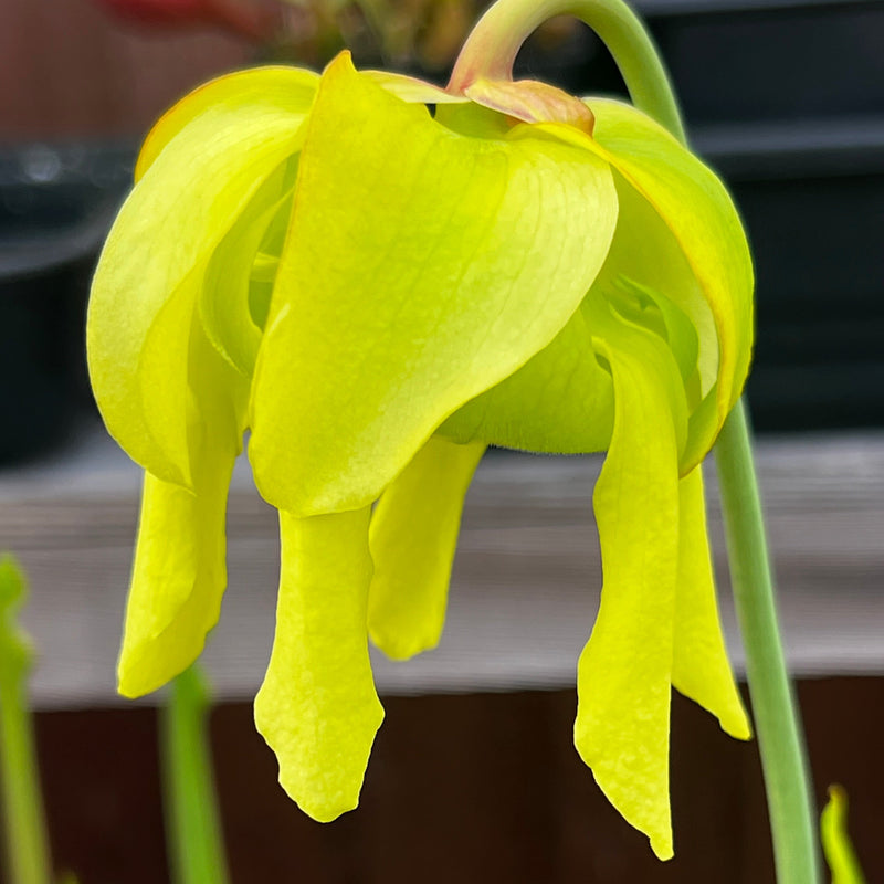 Sarracenia flava var. rugelii 'Maxima' - Bruce Bednar Clone MK-F147
