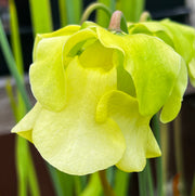 Sarracenia alata var. nigropurpurea - Black Tube Large Form MK-A60