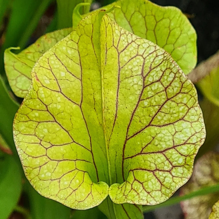 Sarracenia × moorei - Ian Salter Clone 3