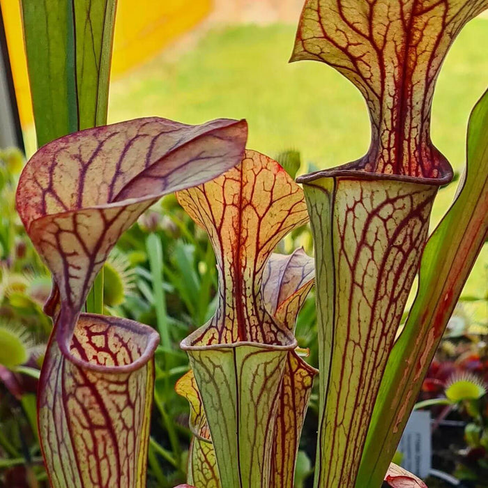 Sarracenia oreophila var. ornata (Sand Mountain, Georgia)