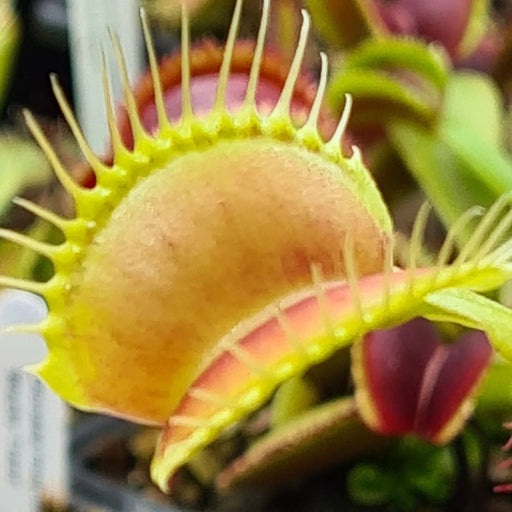 Dionaea muscipula 'Beastie Boy'