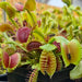 Dionaea muscipula 'Beastie Boy'