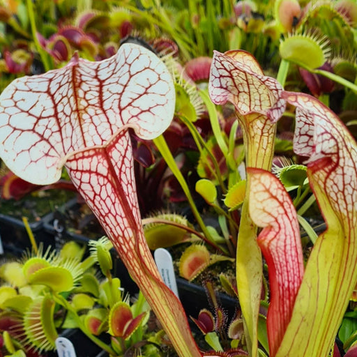 Sarracenia 'Sky Watcher'