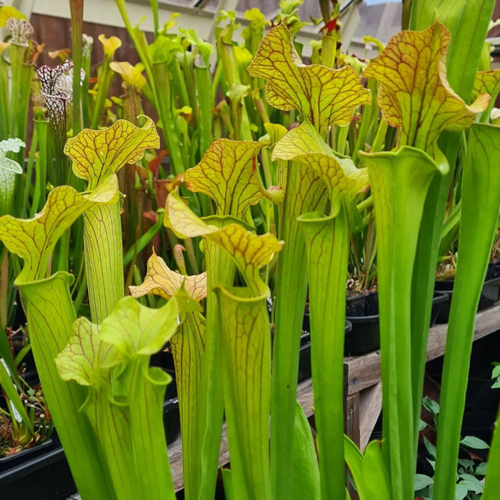 Sarracenia × moorei - Ian Salter Clone 3