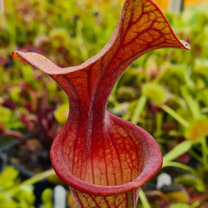 Sarracenia 'Dutch Thick Lip'