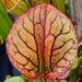 Sarracenia oreophila var. ornata (Sand Mountain, Georgia)