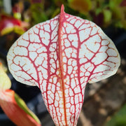 Sarracenia 'Sky Watcher'
