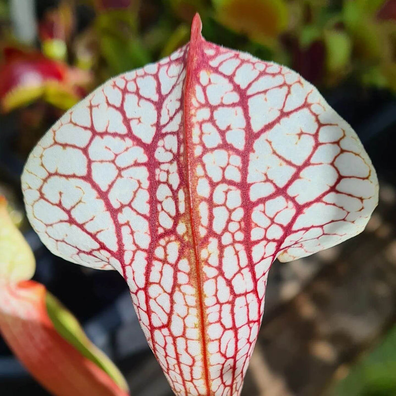 Sarracenia 'Sky Watcher'