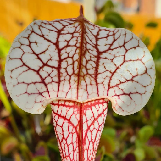 Sarracenia 'Sky Watcher'