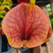 Sarracenia 'Dutch Thick Lip'