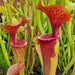 Sarracenia 'Dutch Thick Lip'