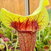 Sarracenia × exornata 'Peaches and Cream'