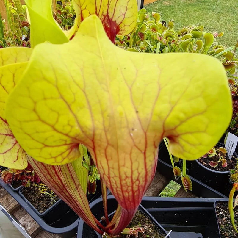 Sarracenia × exornata 'Peaches and Cream'