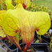 Sarracenia × exornata 'Peaches and Cream'