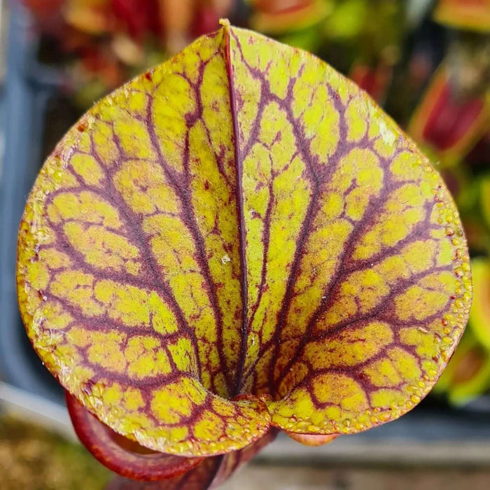 Sarracenia flava var. rubricorpra 'Roy Lancaster' MS-SFX02