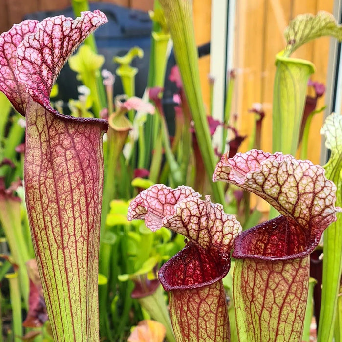 Sarracenia 'Ruffled Sparkler'