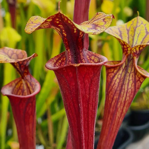 Sarracenia flava var. rubricorpra 'Roy Lancaster' MS-SFX02