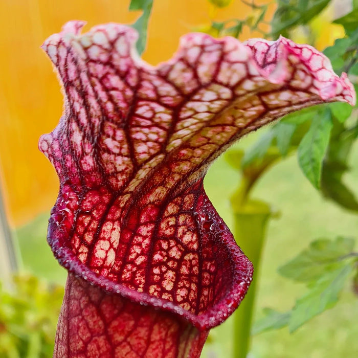 Sarracenia 'Ruffled Sparkler'