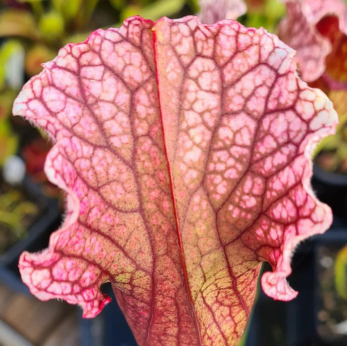 Sarracenia 'Ruffled Sparkler'