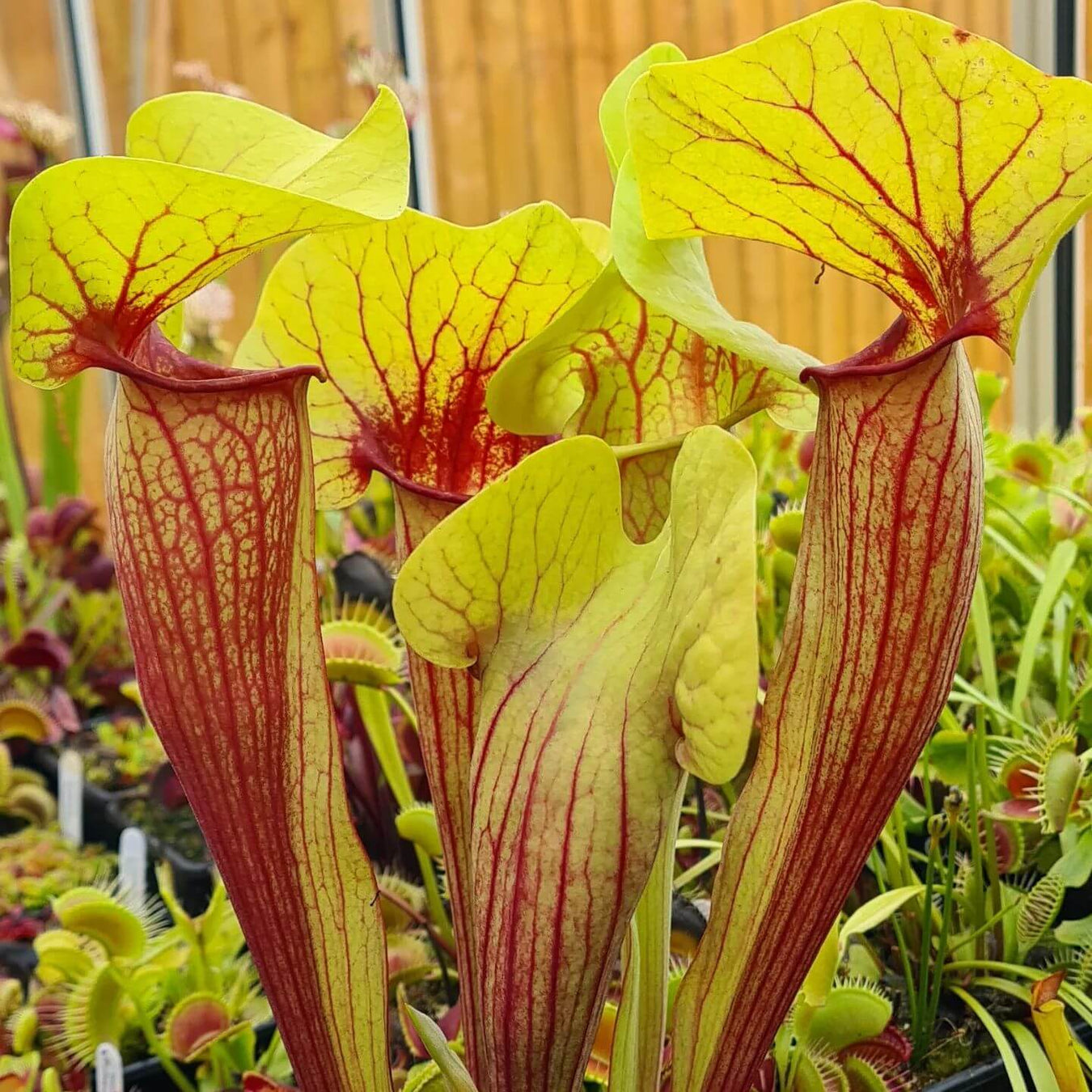 Sarracenia × exornata