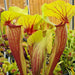 Sarracenia × exornata 'Peaches and Cream'