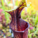 Sarracenia × soperi 'Roy Cheek'