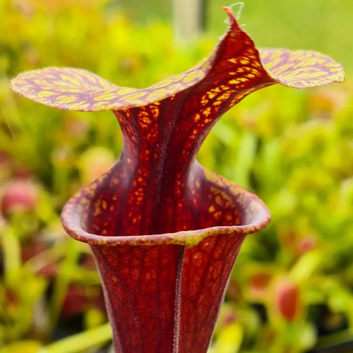 Sarracenia flava var. rubricorpra 'Roy Lancaster' MS-SFX02