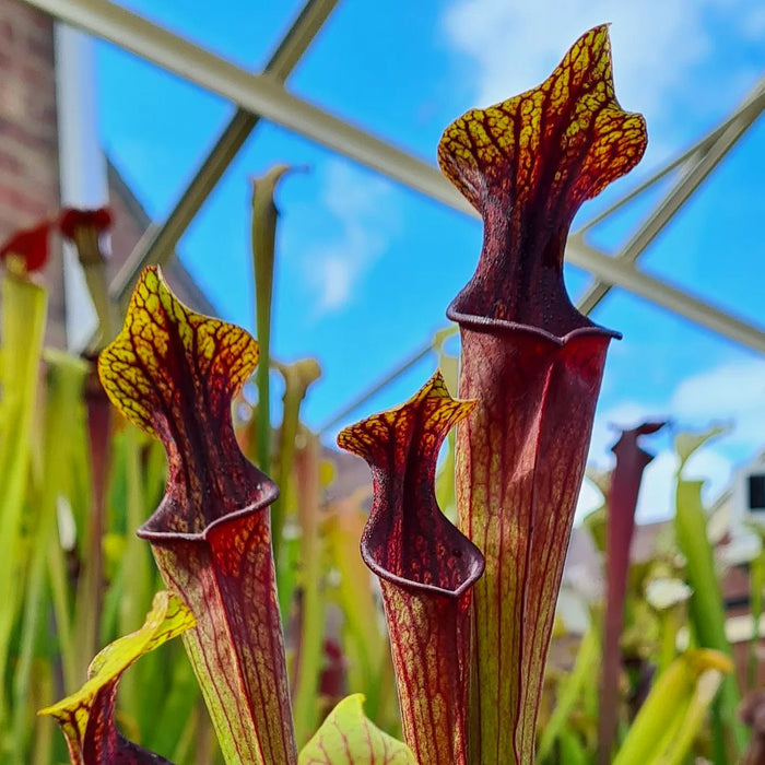 Sarracenia × soperi 'Roy Cheek'