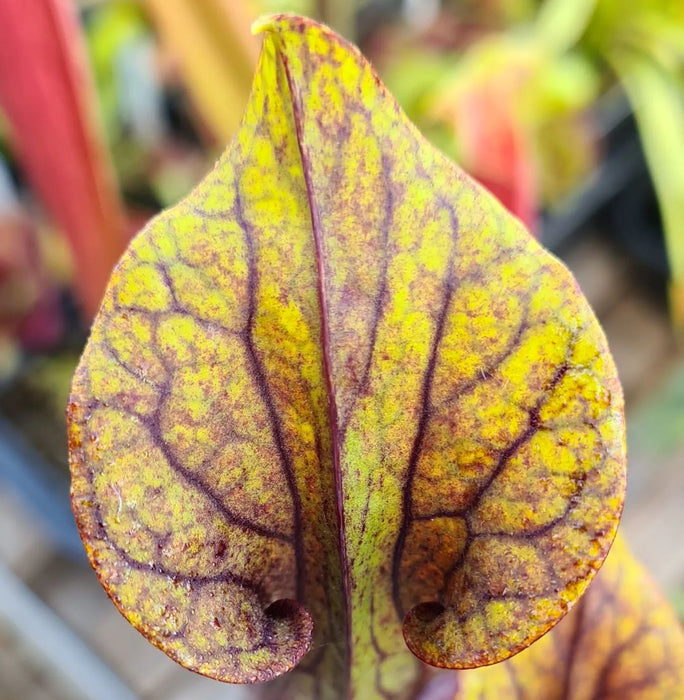 Sarracenia × soperi 'Roy Cheek'