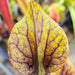 Sarracenia × soperi 'Roy Cheek'