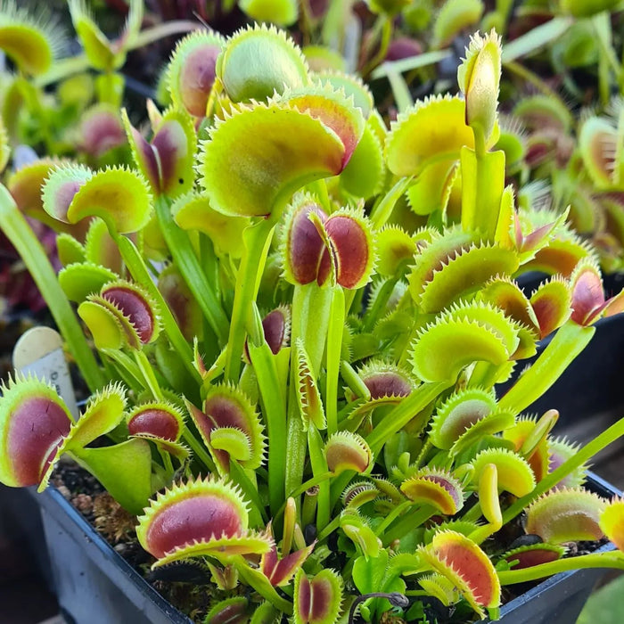 Dionaea muscipula 'Trident'