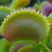 Dionaea muscipula 'Trident'