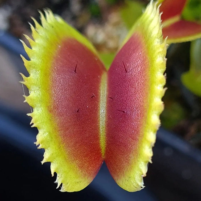 Dionaea muscipula 'Trident'