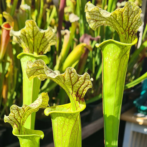 Sarracenia × moorei 'Leviathan'