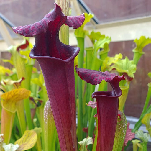 Sarracenia × moorei 'Praetorian Guard'