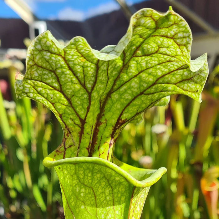 Sarracenia × moorei 'Leviathan'