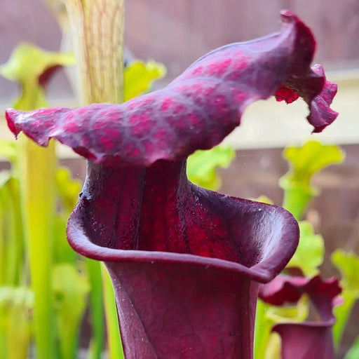 Sarracenia × moorei 'Praetorian Guard'