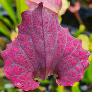 Sarracenia × moorei 'Praetorian Guard'