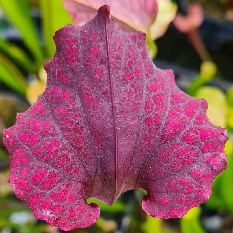 Sarracenia × moorei 'Praetorian Guard'