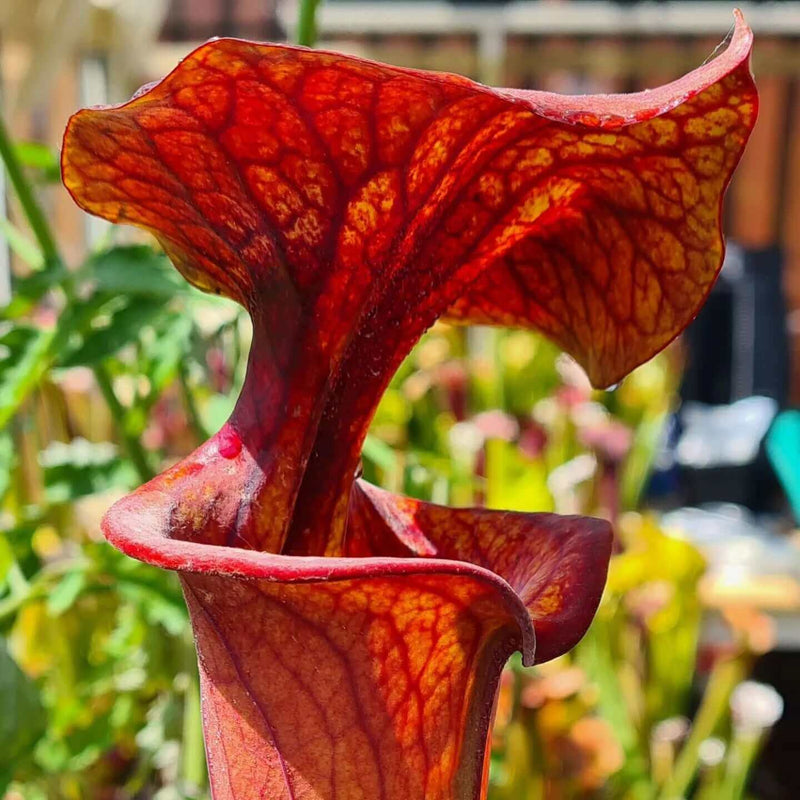 Sarracenia flava var. atropurpurea (Blackwater, North Florida) MS-F3