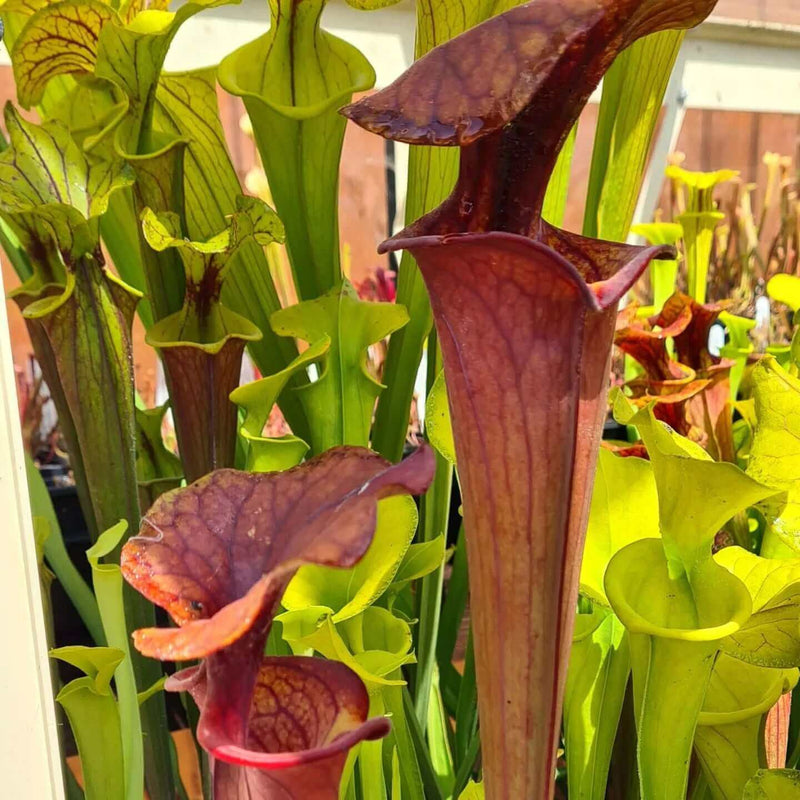 Sarracenia flava var. atropurpurea (Blackwater, North Florida) MS-F3