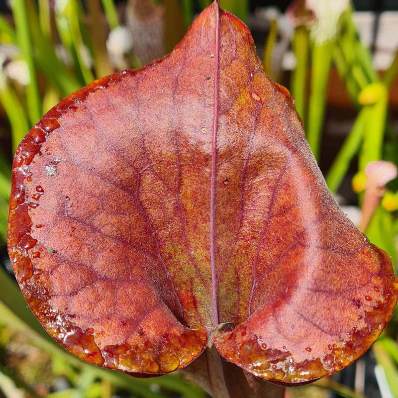 Sarracenia flava var. atropurpurea (Blackwater, North Florida) MS-F3