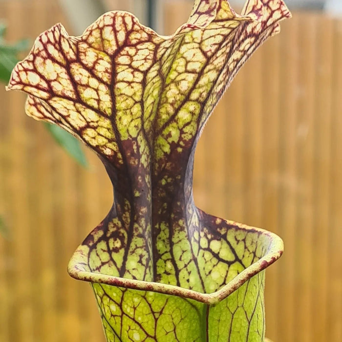 Sarracenia × moorei 'Joanna'