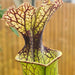 Sarracenia × moorei 'Joanna'