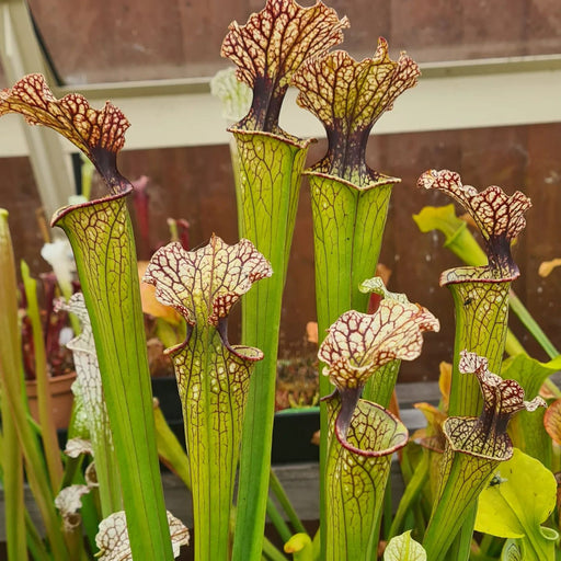 Sarracenia × moorei 'Joanna'