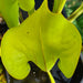 Sarracenia 'Manta Ray'