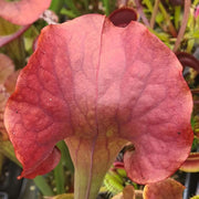 Sarracenia 'Copper Vase'
