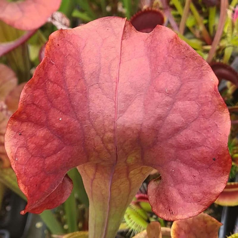 Sarracenia 'Copper Vase'