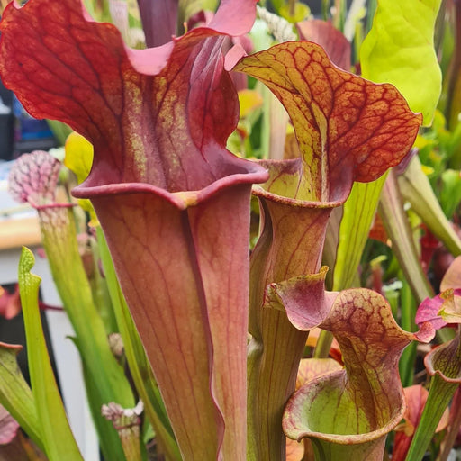 Sarracenia 'Copper Vase'